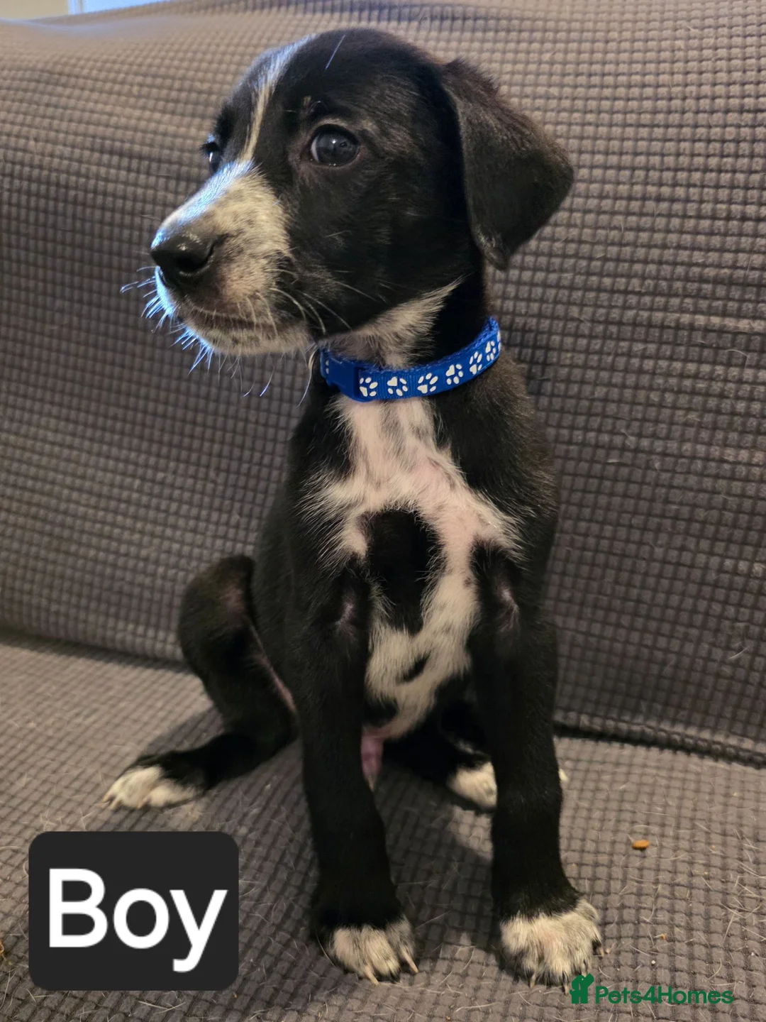 Mixed Breed dogs for sale: Belgian malinios x Dalmatian puppies 10 weeks old  in Oxford - Advert 2