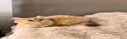British Longhair cats for sale: Adorable GCCF British LH & SH Kittens - Advert 32