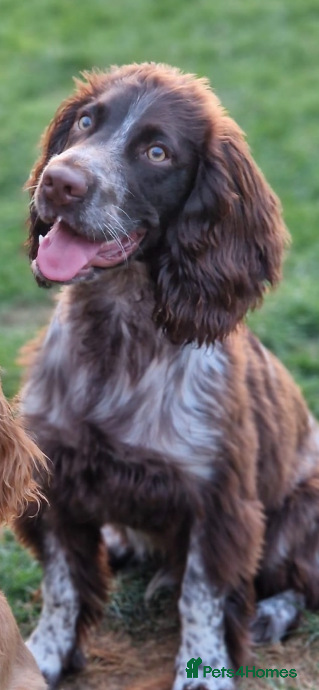 Cocker Spaniel dogs for sale: BEAUTIFUL COCKER SPANIEL PUPS - Advert 7