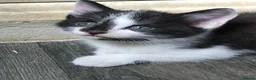 Mixed Breed cats for sale: Beautiful kittens for sale  - Advert 11