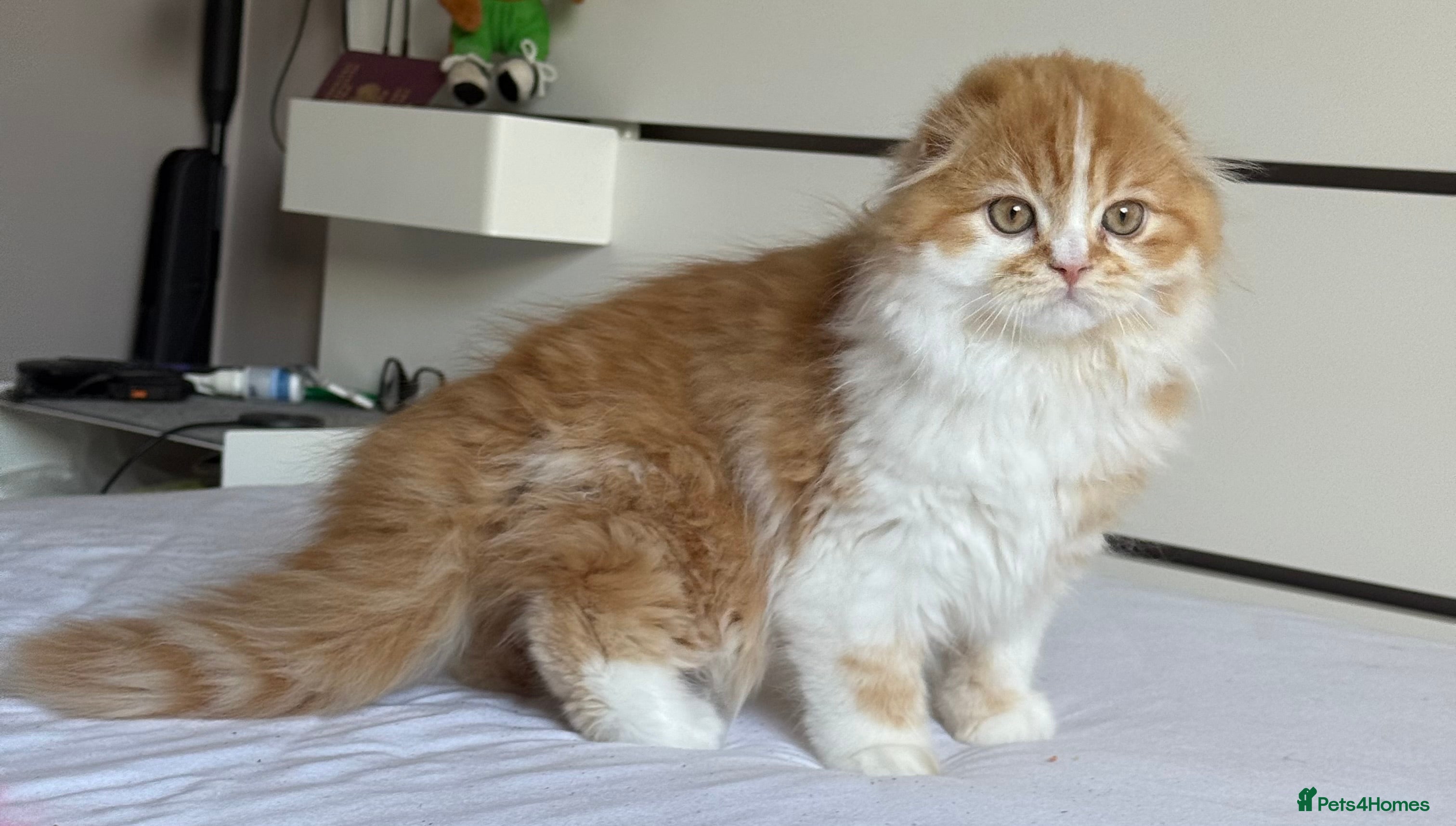 Scottish Fold cats Scottish Fold TICA Pedigree  - Advert 1