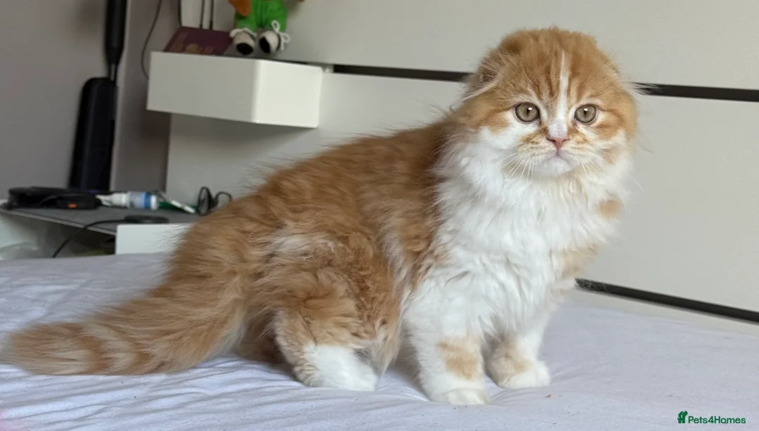 Scottish Fold cats for sale: Scottish Fold TICA Pedigree  - Advert 1