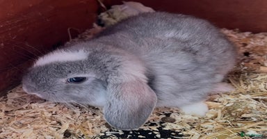 Mini Lop rabbits in Coalville - Advert 9