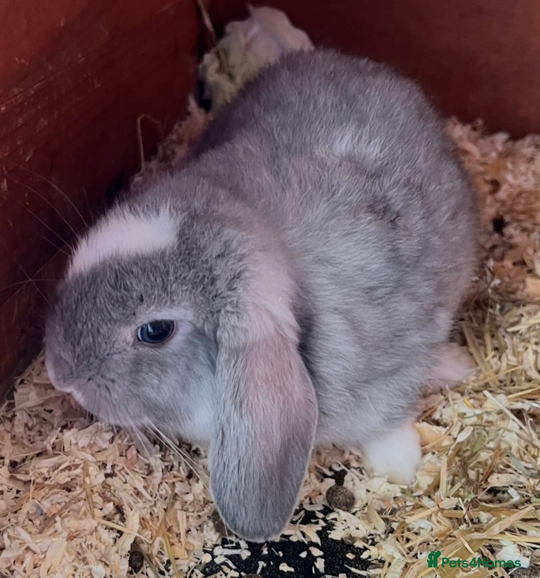 Mini Lop rabbits for sale: NOW RESERVED Stunning Mini lops 8 weeks old in Coalville - Image 3