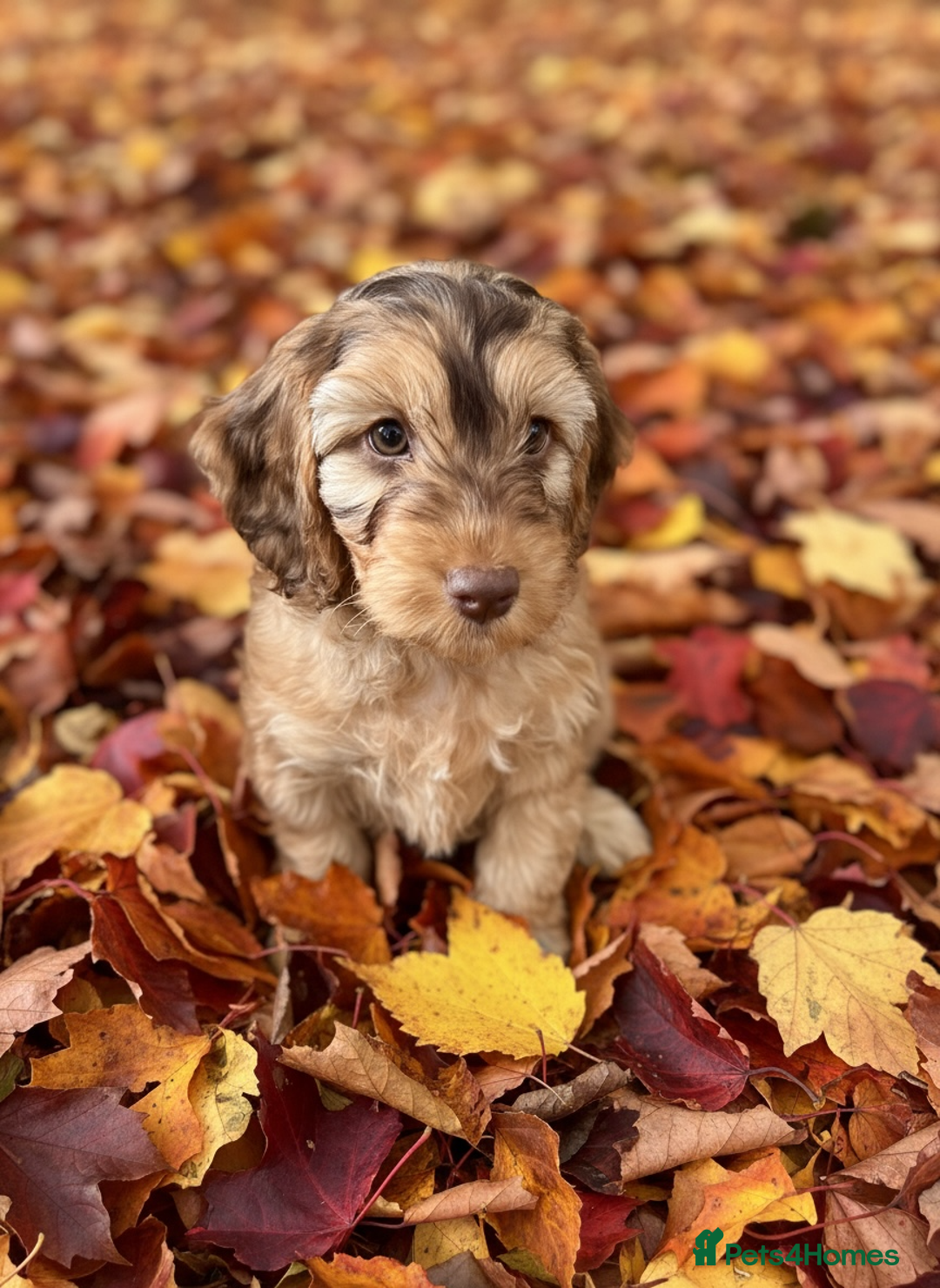 Cockapoo dogs for sale: Beautiful show cockapoo pups  - Advert 11