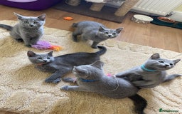 Russian Blue cats for sale: Gorgeous Russian Blue Kittens - Image 4