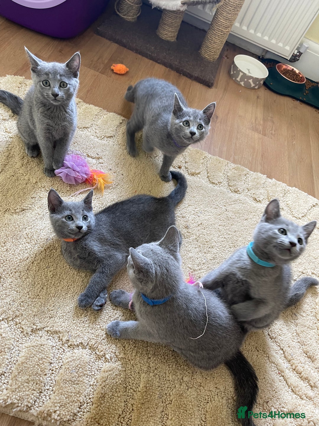 Russian Blue cats for sale: Gorgeous Russian Blue Kittens - Image 4