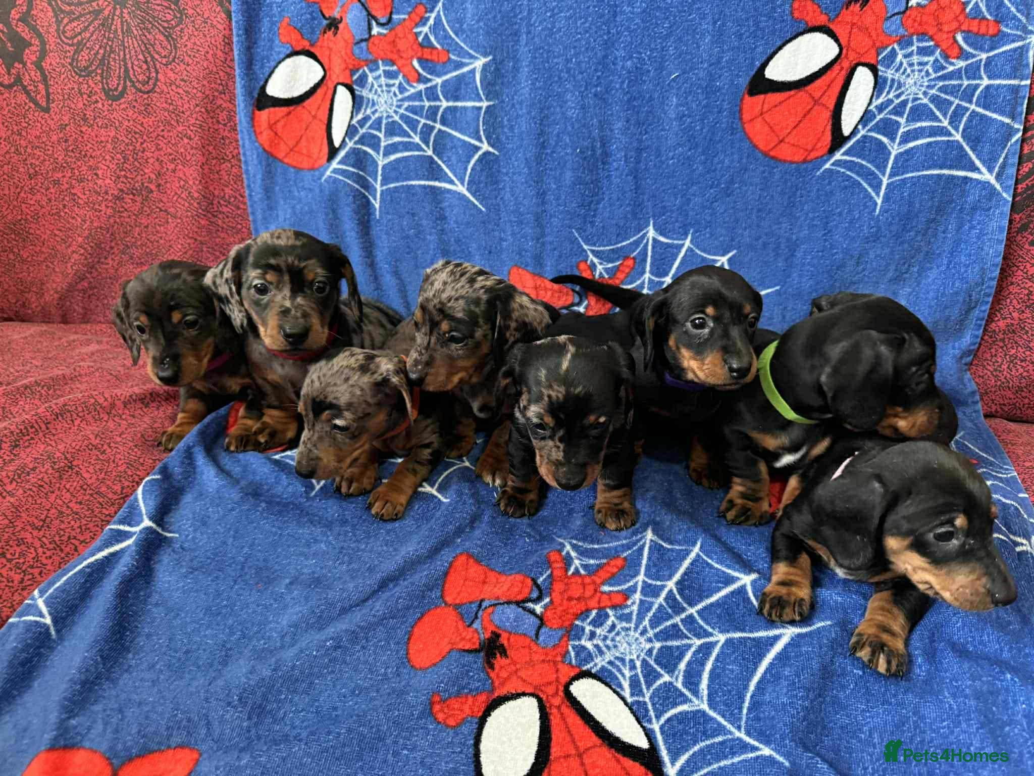 Miniature Dachshund dogs Puppies 🐶  - Advert 1
