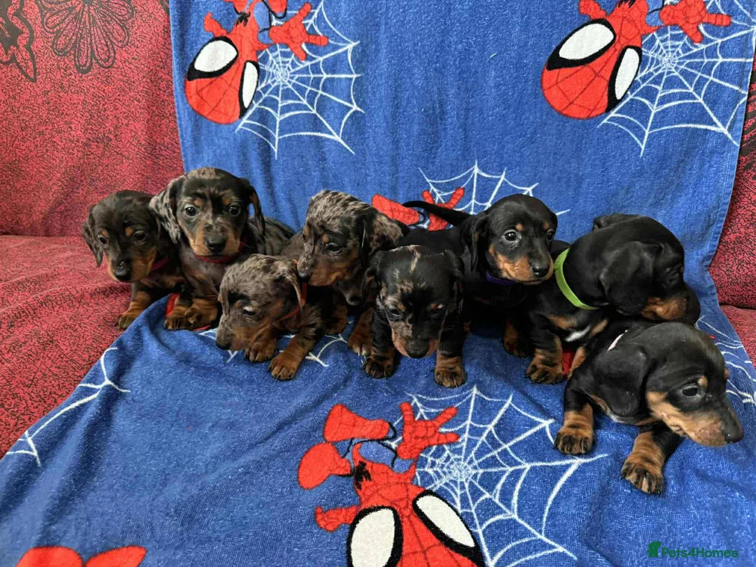 Miniature Dachshund dogs for sale: Puppies 🐶  - Advert 5