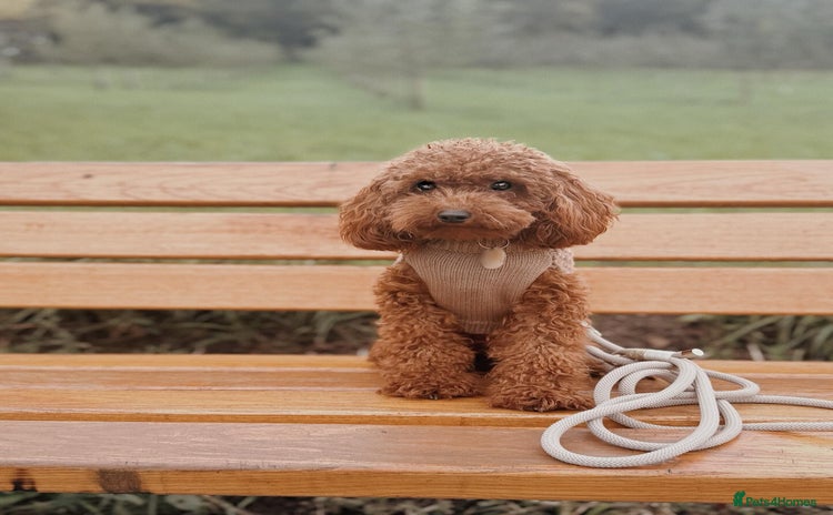 Toy Poodle dogs - Advert 6