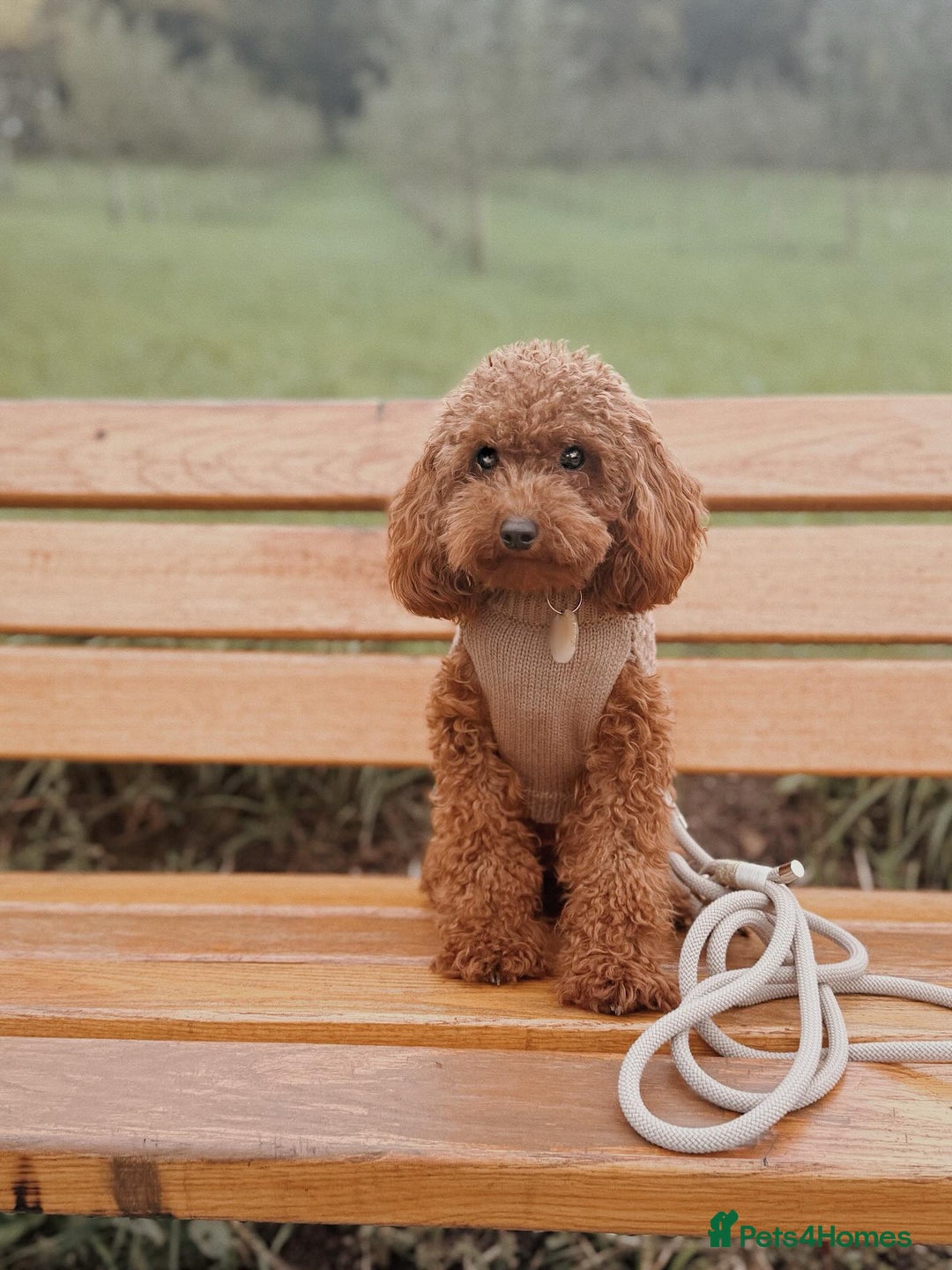 Toy Poodle dogs for sale: Cute Toy Poodle for rehome - Image 1