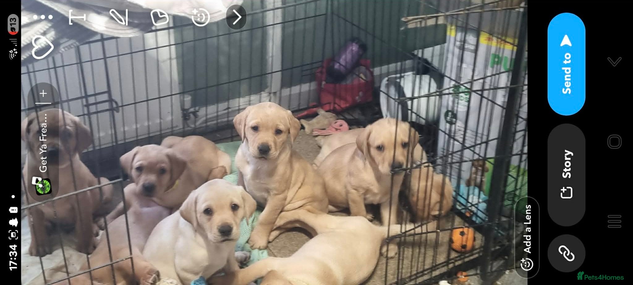 Labrador Retriever dogs 10 Chunky Labrador puppies fox red/ yellow - Advert 1