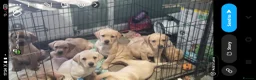 Labrador Retriever dogs for sale: 10 Chunky Labrador puppies fox red/ yellow - Advert 7