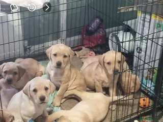 Labrador Retriever dogs 10 Chunky Labrador puppies fox red/ yellow - Advert 1