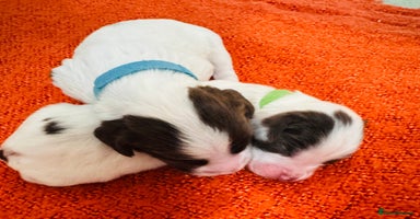 English Springer Spaniel dogs - Advert 4