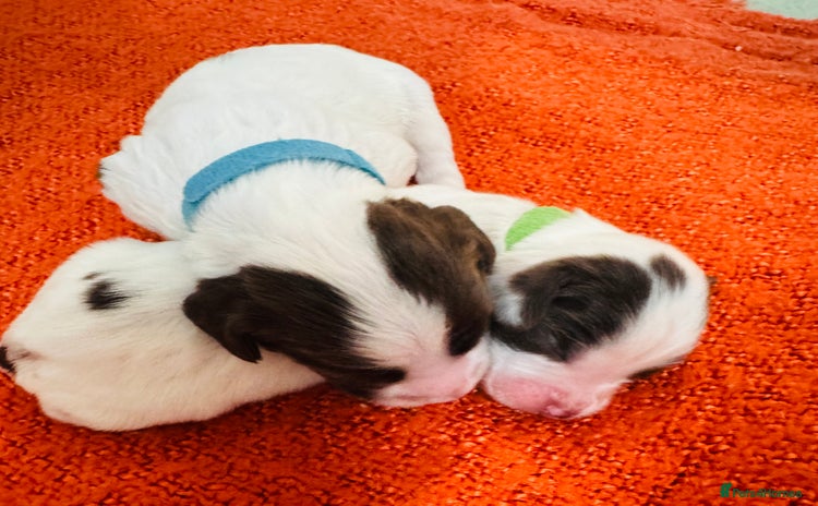 English Springer Spaniel dogs - Advert 4