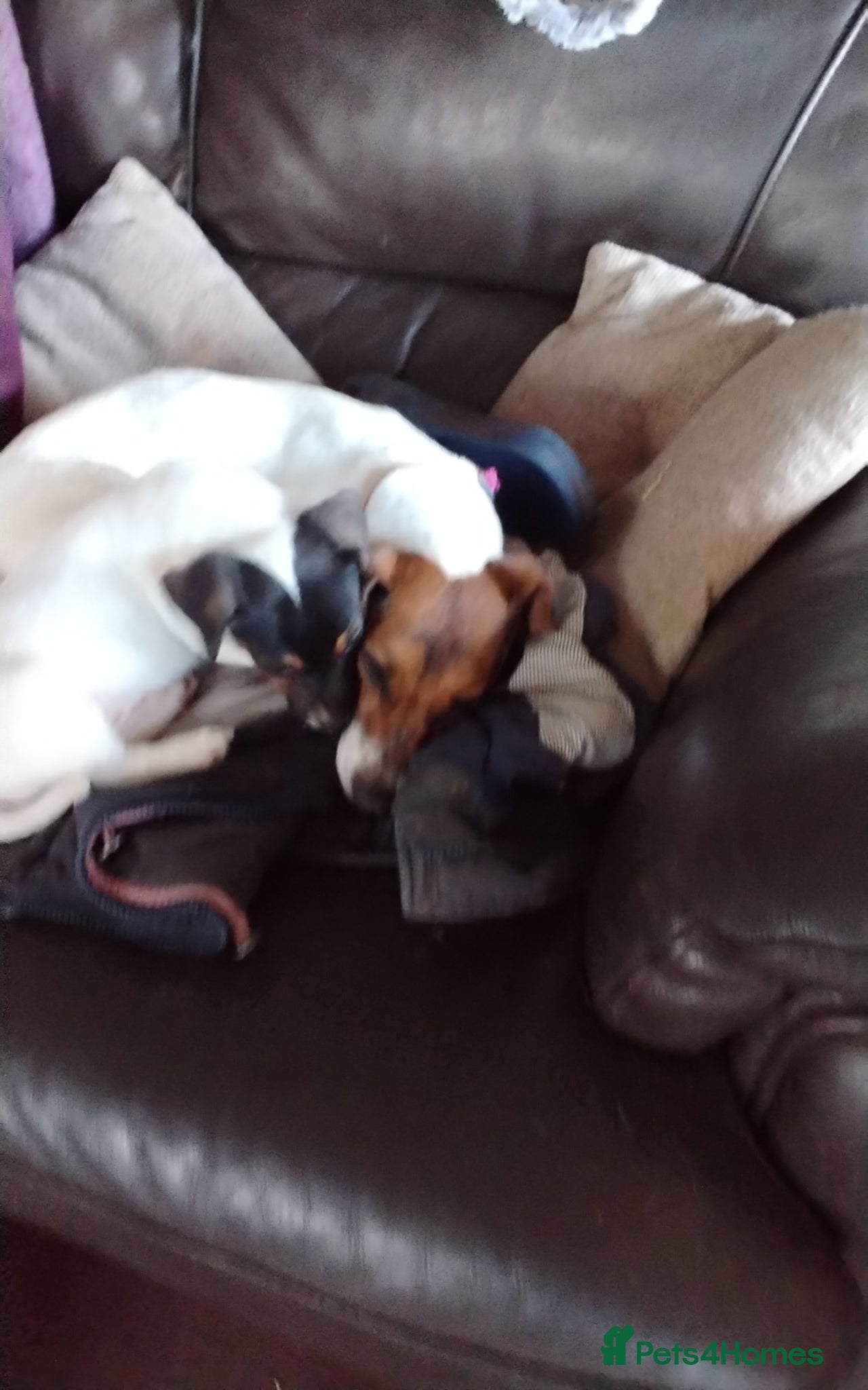Jack Russell dogs Gorgeous boy Jack Russell pup - Advert 1