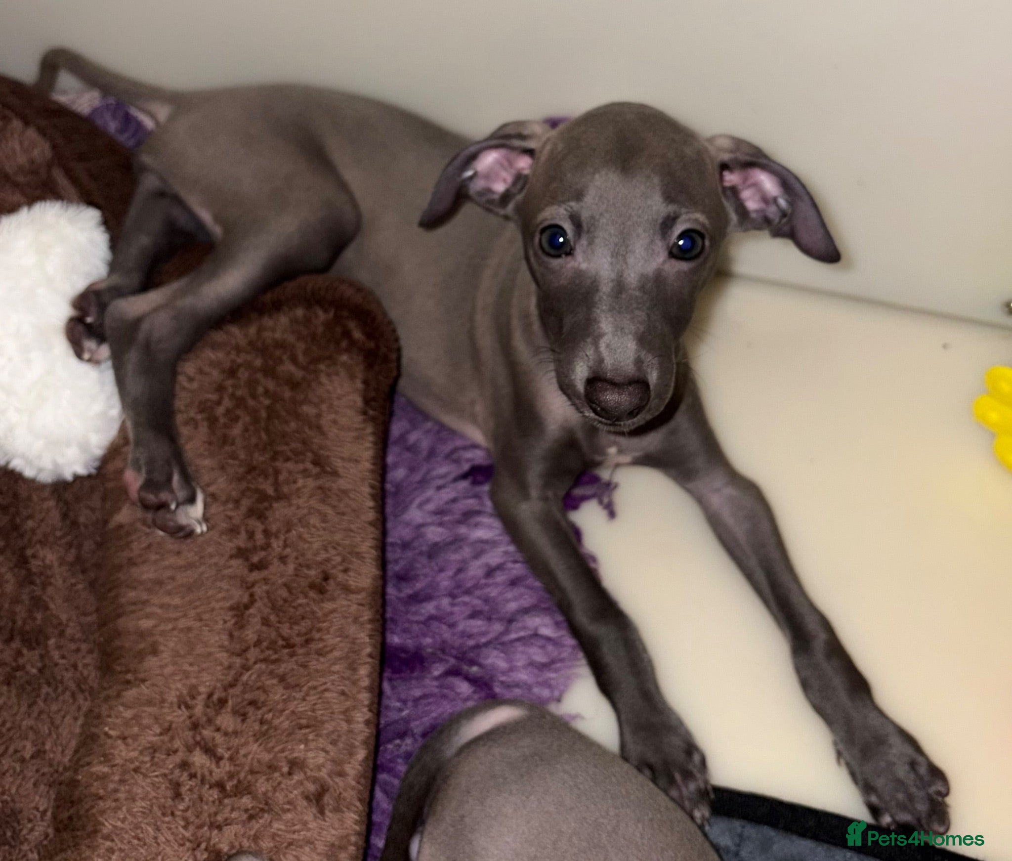 Italian Greyhound dogs Ready now, only 1 left. KC Reg Italian Greyhound - Advert 7