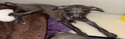 Italian Greyhound dogs for sale: Ready now, only 1 left. KC Reg Italian Greyhound - Advert 1