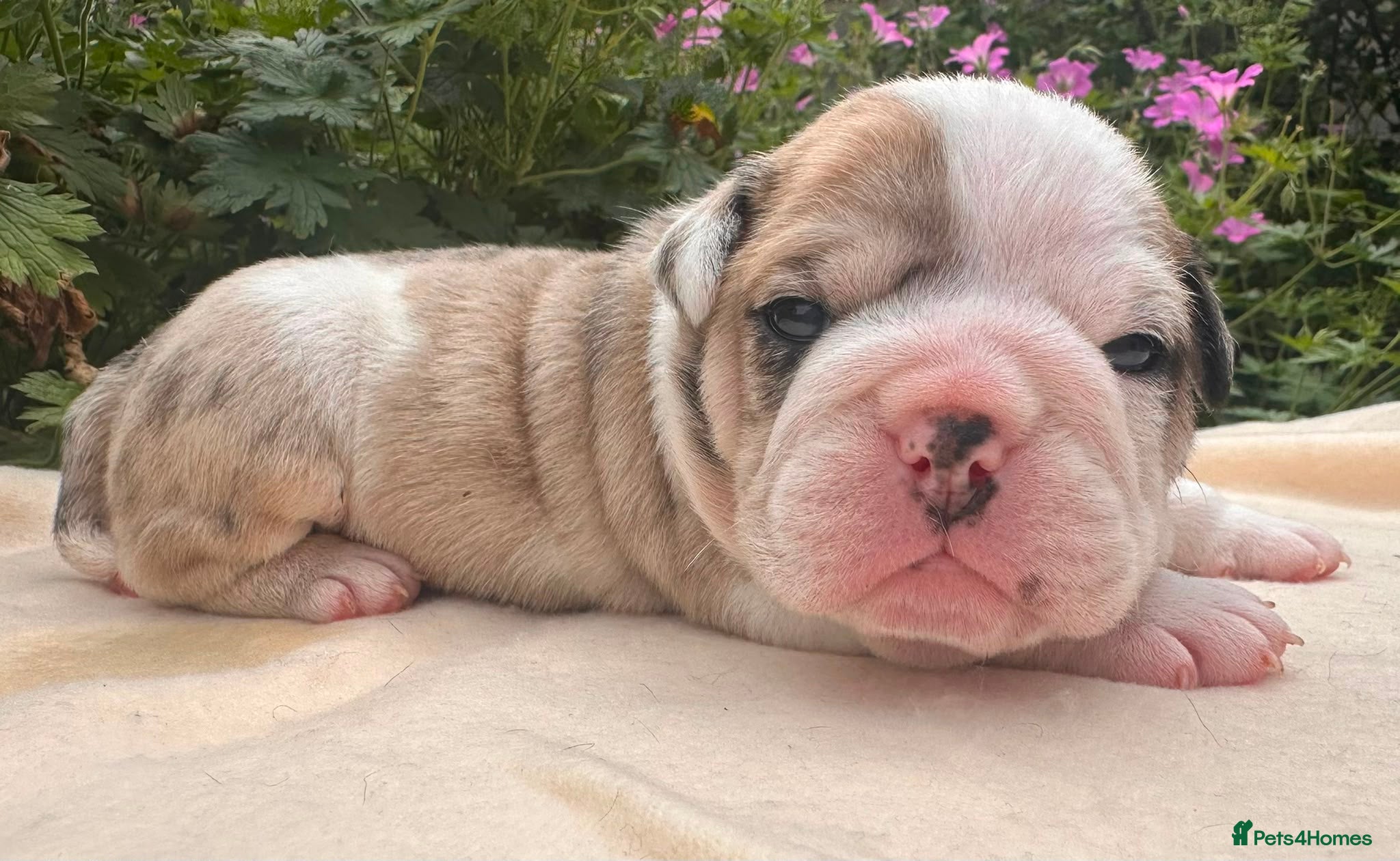 English Bulldog dogs 🐾 EXCEPTIONAL OLDE ENGLISH BULLDOG PUPPIES 🐾 - Advert 2