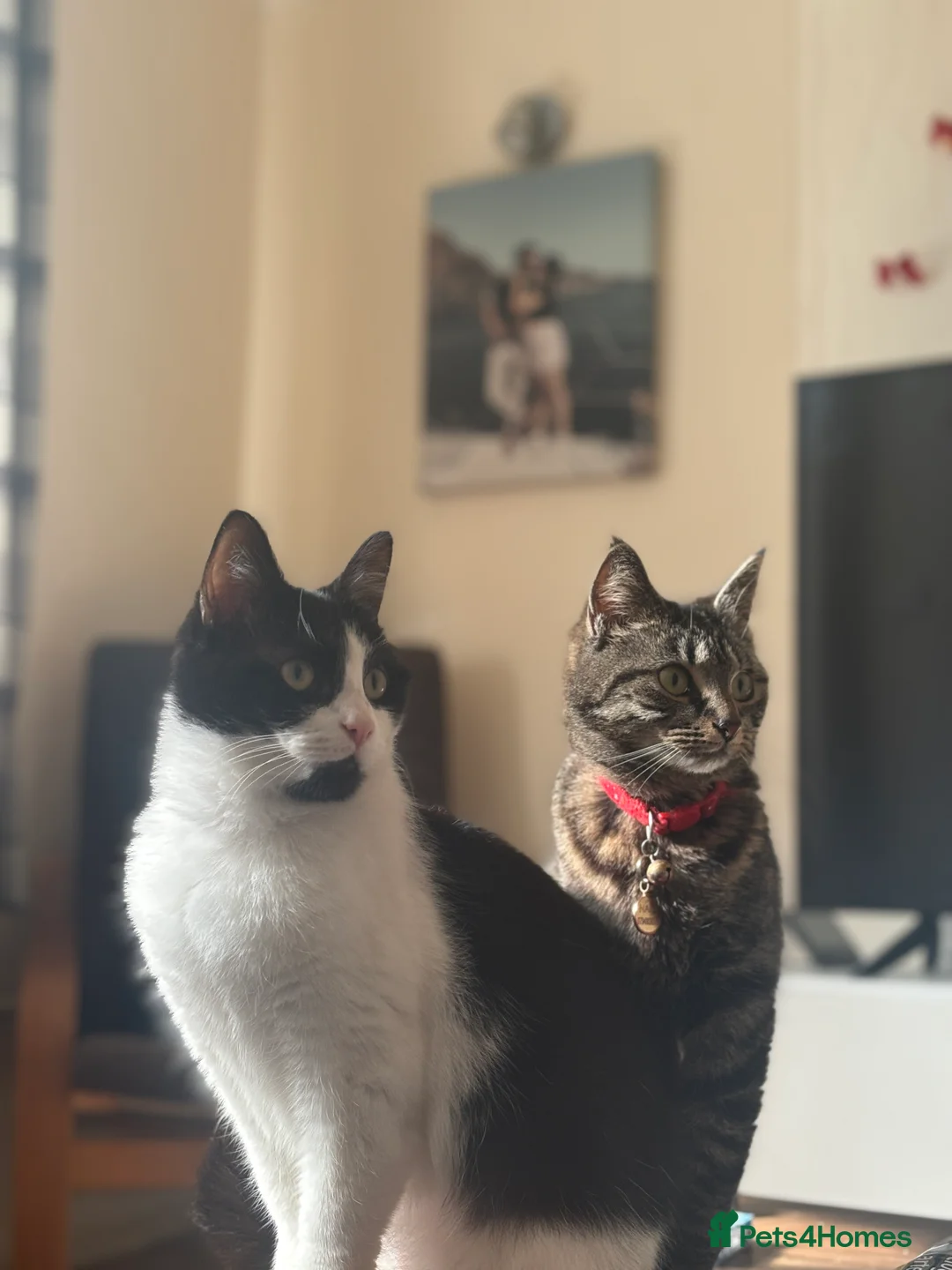 Mixed Breed cats for sale: Cat male and female - Advert 3