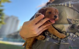 Cavapoo dogs for sale: Premium F1B Toy Red Cavapoo - 2 LEFT - Image 25