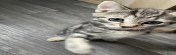 Mixed Breed cats for sale: Kittens for sale in Huntingdon - Advert 14
