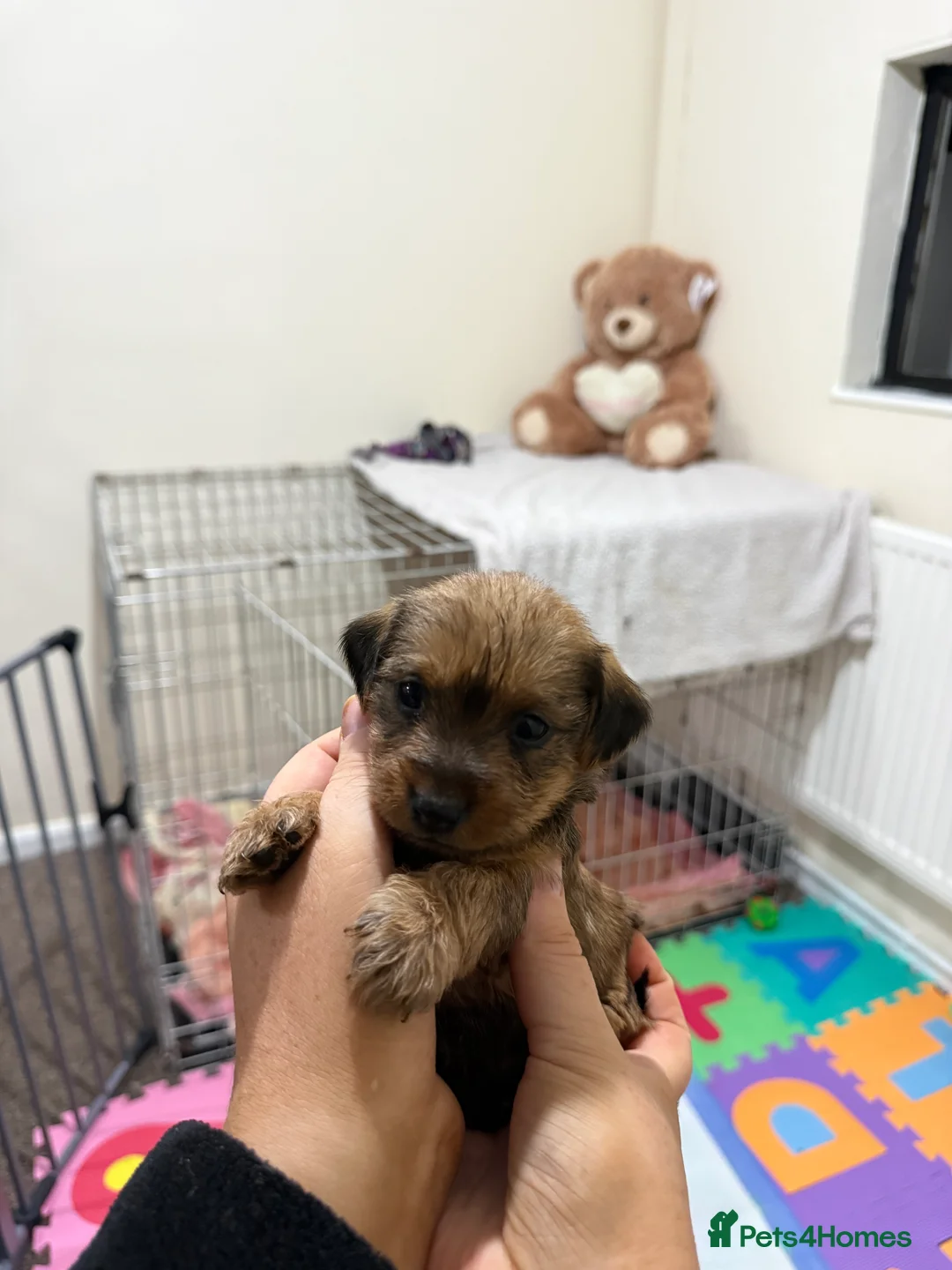 Yorkiepoo dogs for sale: Beautiful Yorkiepoo Puppies   in Oldbury - Advert 9