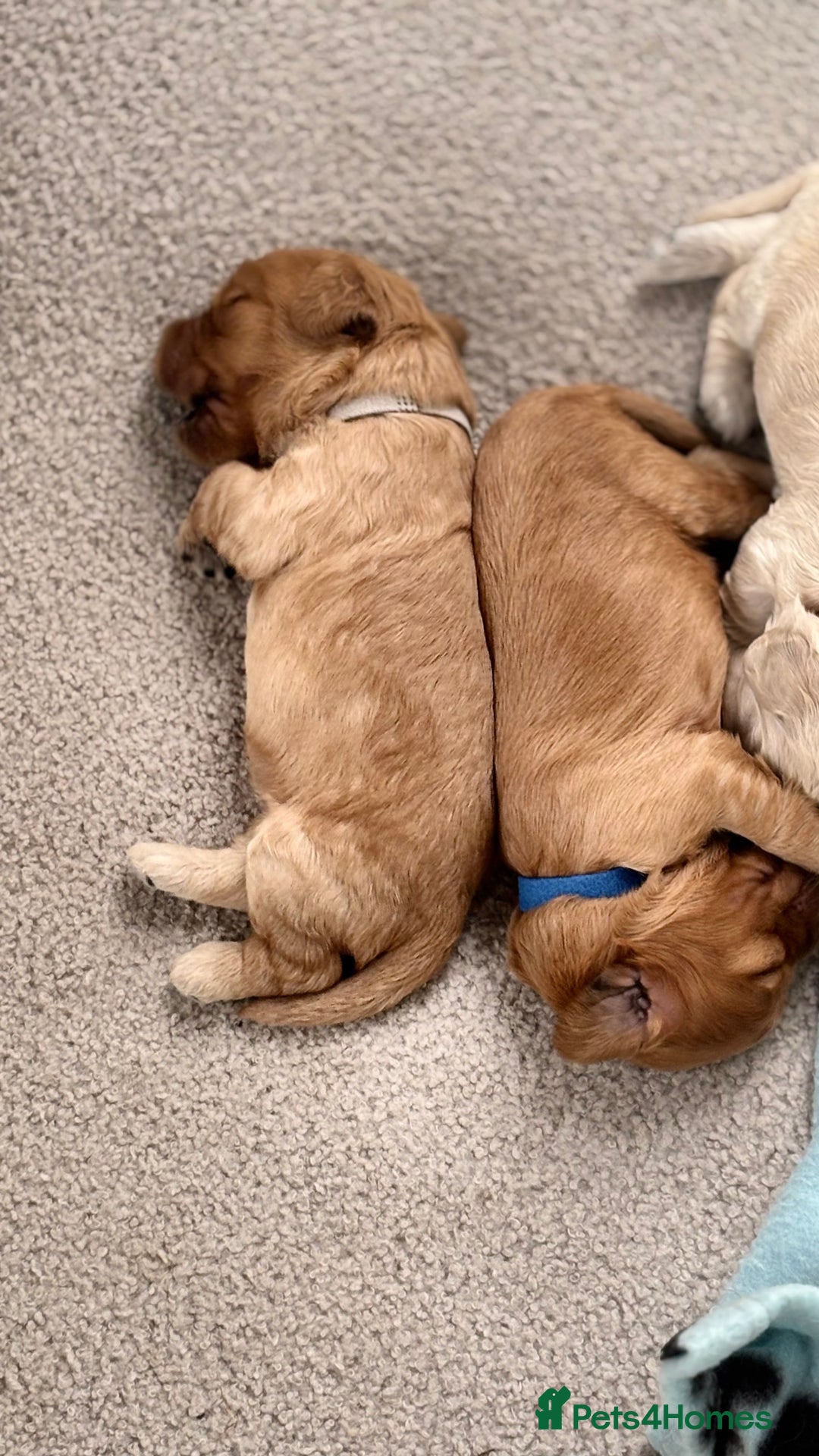 Cockapoo dogs for sale: Cockapoo puppies for sale  - Image 11