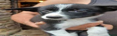 Border Collie 4