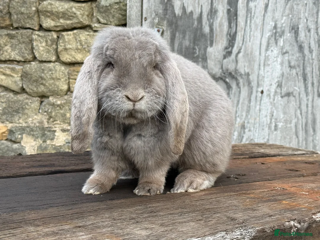 French Lop rabbits for sale: Stunning xl French lops  - Advert 40