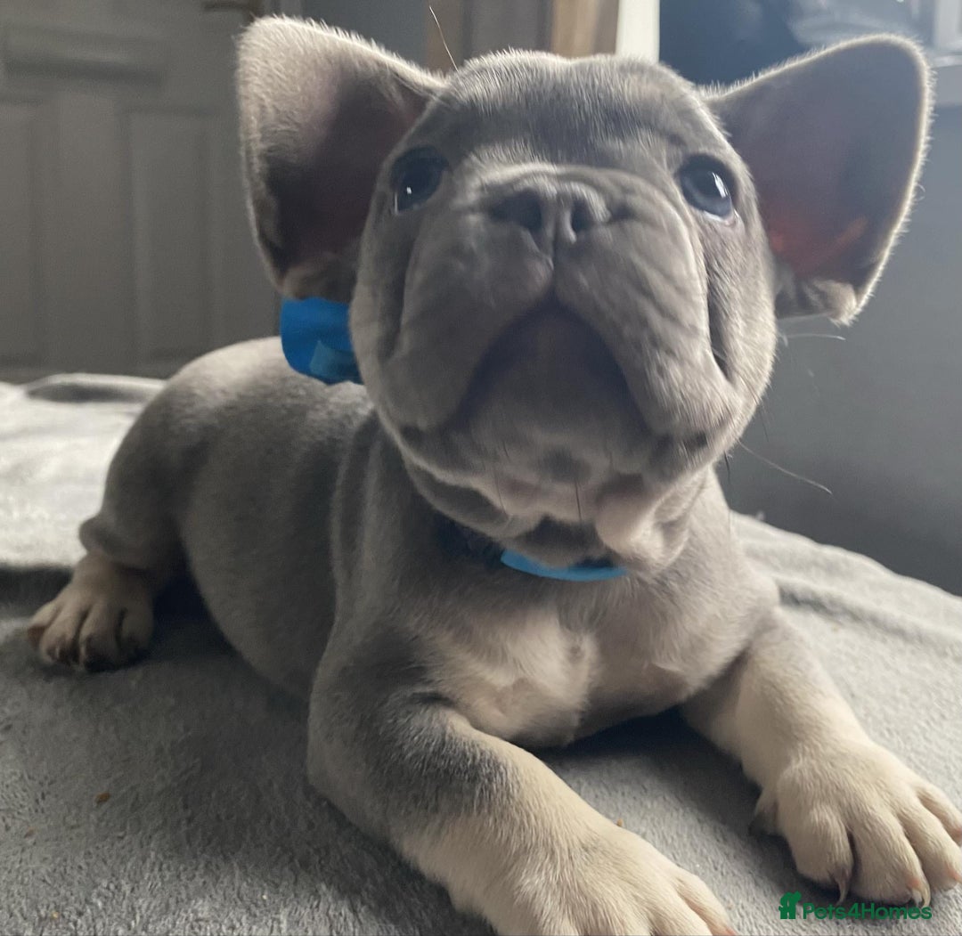 French Bulldog dogs for sale: Fluffy carrier French bulldogs - Advert 4