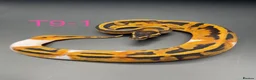Snake reptiles for sale: Hatchling ball/royal pythons  - Advert 7