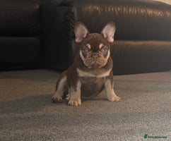 French Bulldog dogs - Advert 16