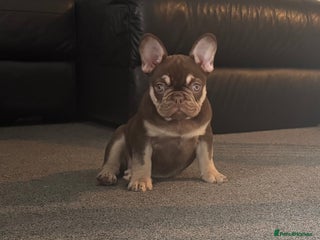 French Bulldog dogs - Advert 7