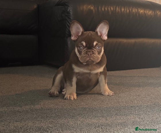 French Bulldog dogs - Advert 8