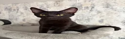 Savannah cats for sale: Melanistic Savannah F4 Female - Advert 3