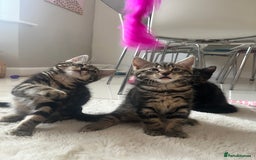 Mixed Breed cats for sale: 5 Adorable Mixed Breed Kittens - Image 7