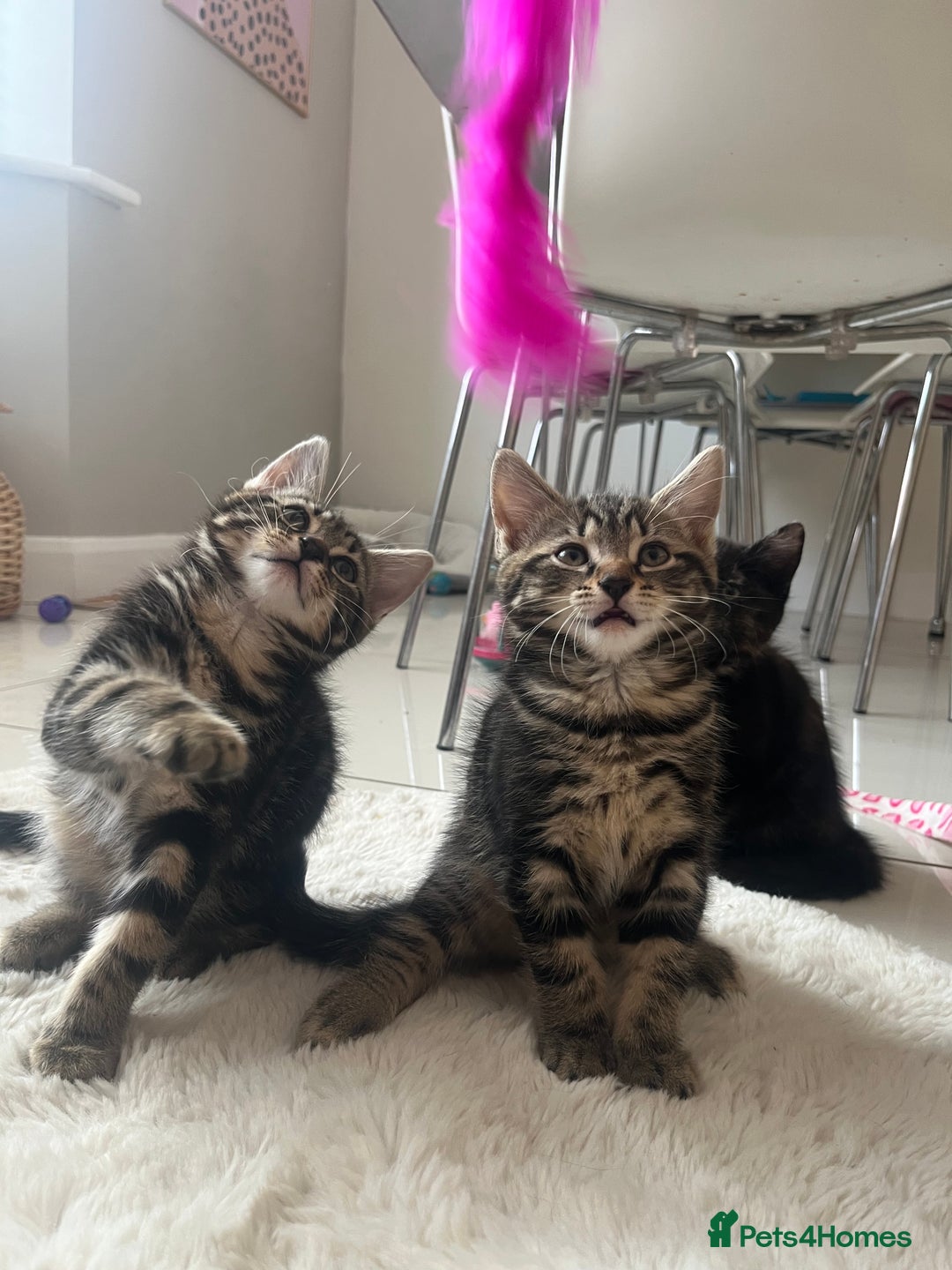 Mixed Breed cats for sale: 5 Adorable Mixed Breed Kittens - Image 7