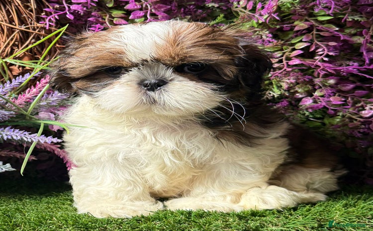 Shih Tzu dogs - Advert 12