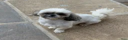 Shih Tzu dogs for sale: Choquito  - Advert 2