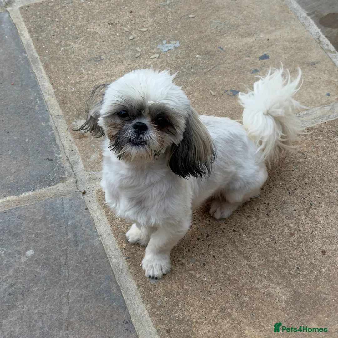 Shih Tzu dogs for sale: Choquito  - Advert 2