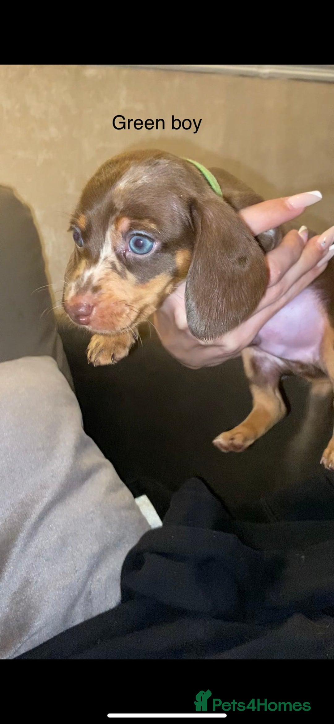 Miniature Dachshund dogs for sale: 🌻Miniature dachshund puppies 🌻 - Image 1
