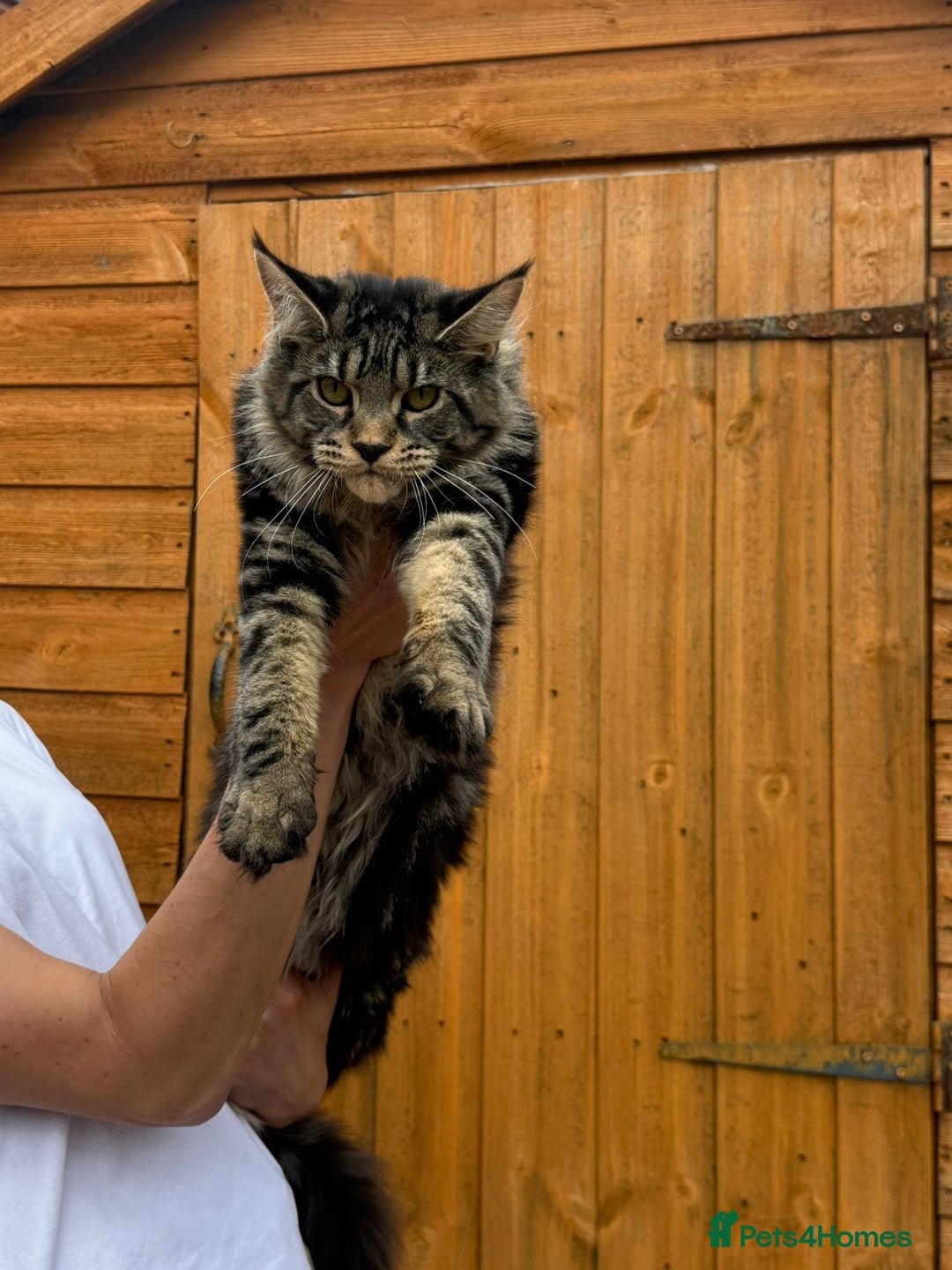 Maine Coon cats for sale: Female MCO - Image 13