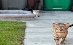 Bengal cats for sale: ‼️Beautiful Bengal Cat‼️ £400 – Loving Home Needed - Image 1
