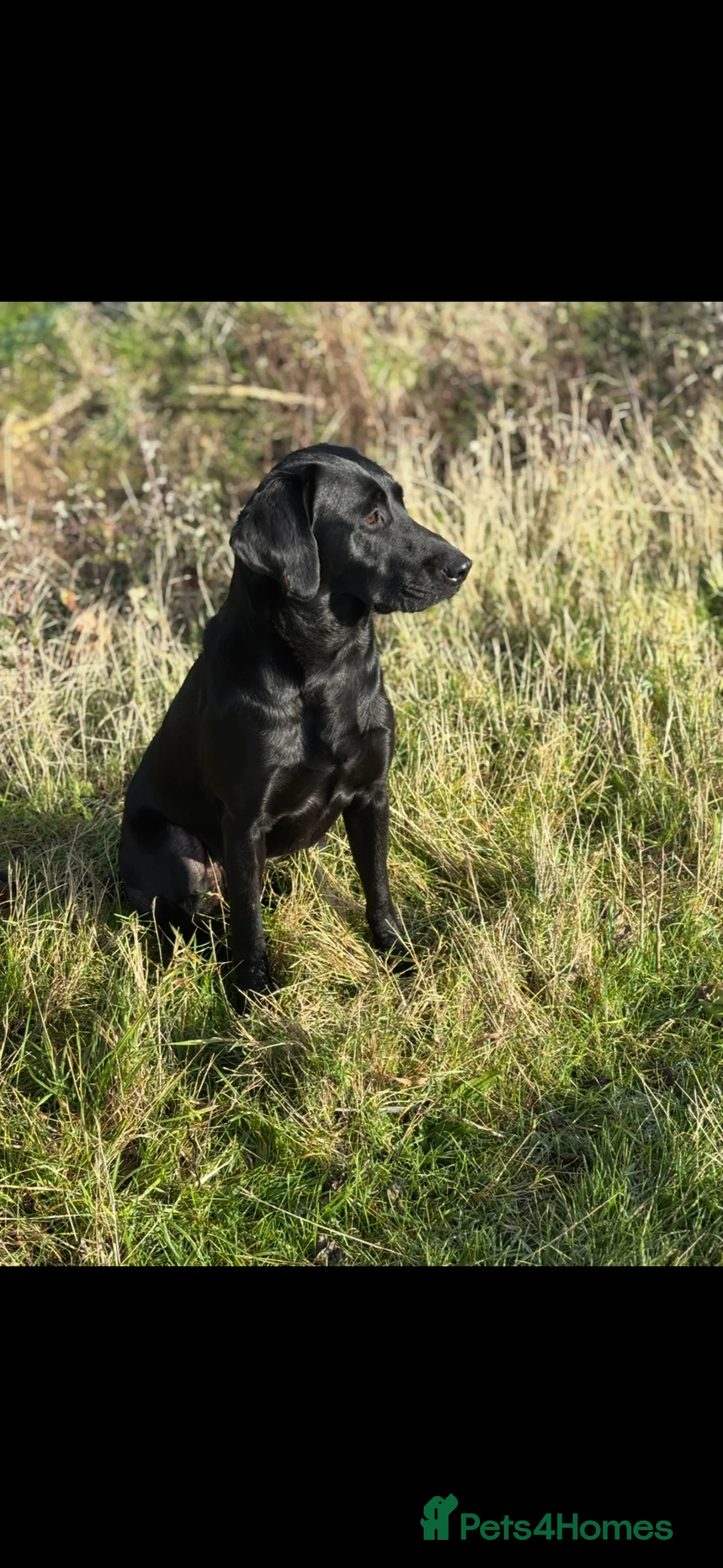 Labrador Retriever dogs for sale: Beautiful boy Labrador puppies  in Kettering - Advert 7