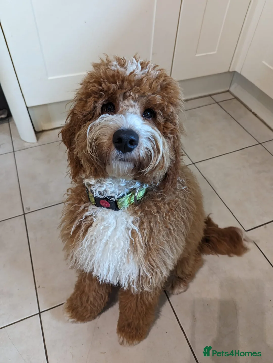 Australian Labradoodle dogs for sale: 5* fully health checked Australian labradoodles - Advert 7