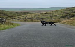 Labrador Retriever dogs for sale: Labrador for sale - Image 4