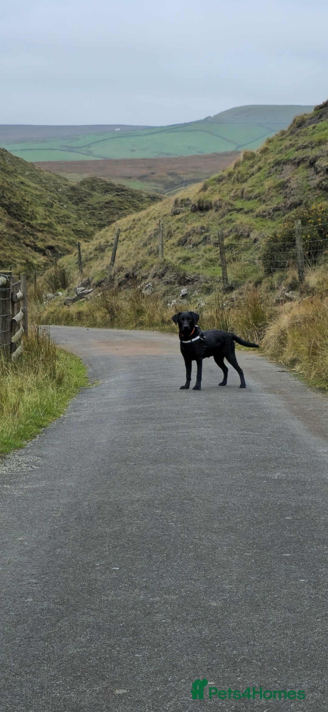 Labrador Retriever dogs for sale: Labrador for sale - Image 4