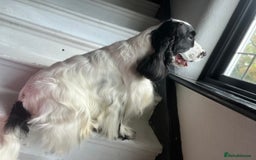 Cocker Spaniel dogs for stud: Unproven stud for free trial - Image 4